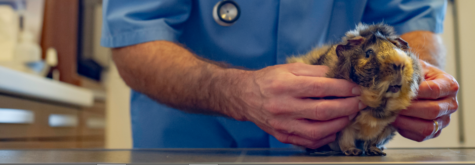 Découvrez notre gamme <b>NOUVEAUX ANIMAUX DE COMPAGNIE</b>